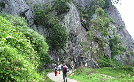 tea estate guided walk
